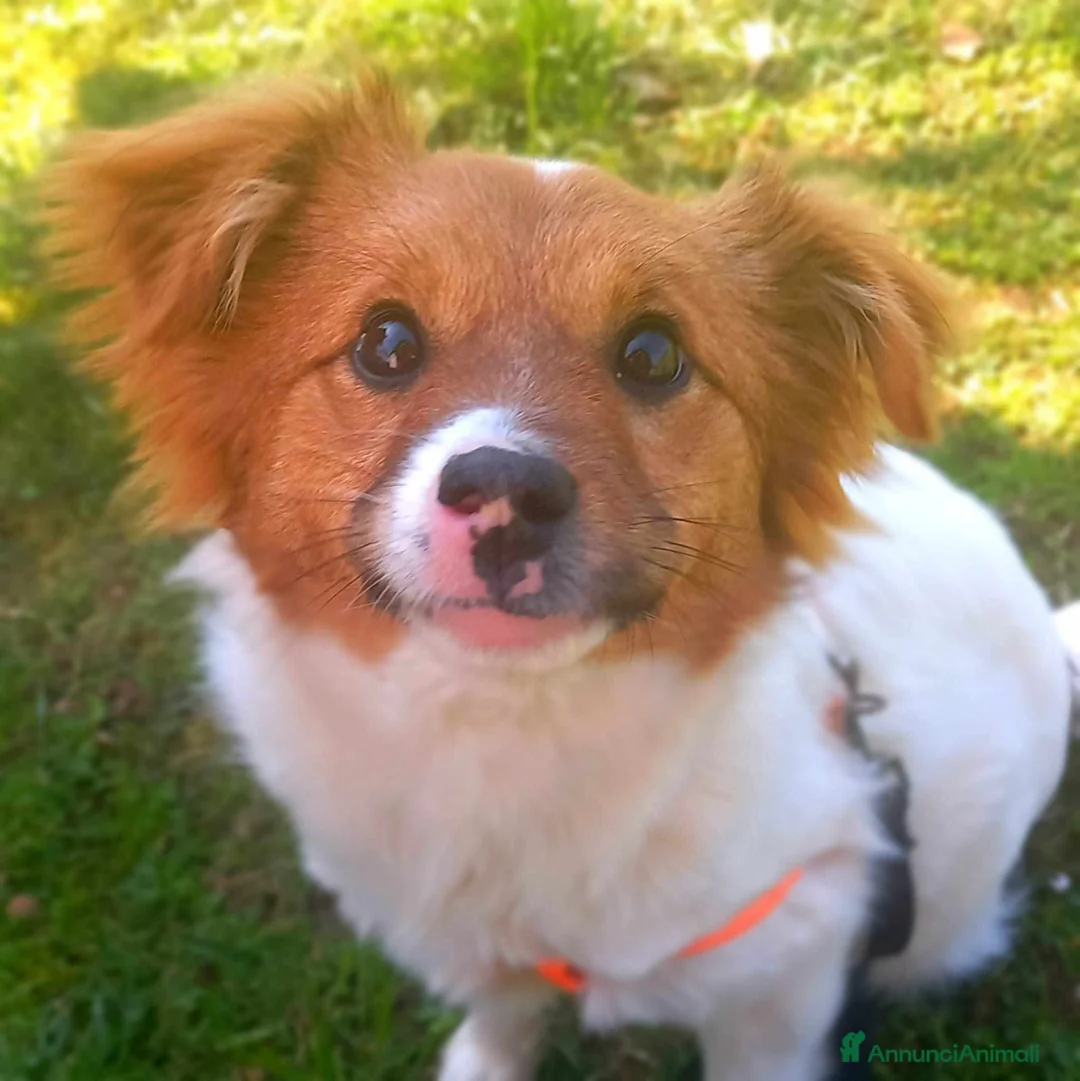 Meticcio cani in regalo: VIVIAN, cucciola sfortunata cerca amore! - Annuncio 1