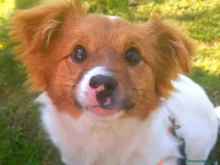 Meticcio cani VIVIAN, cucciola sfortunata cerca amore! - Annuncio 37