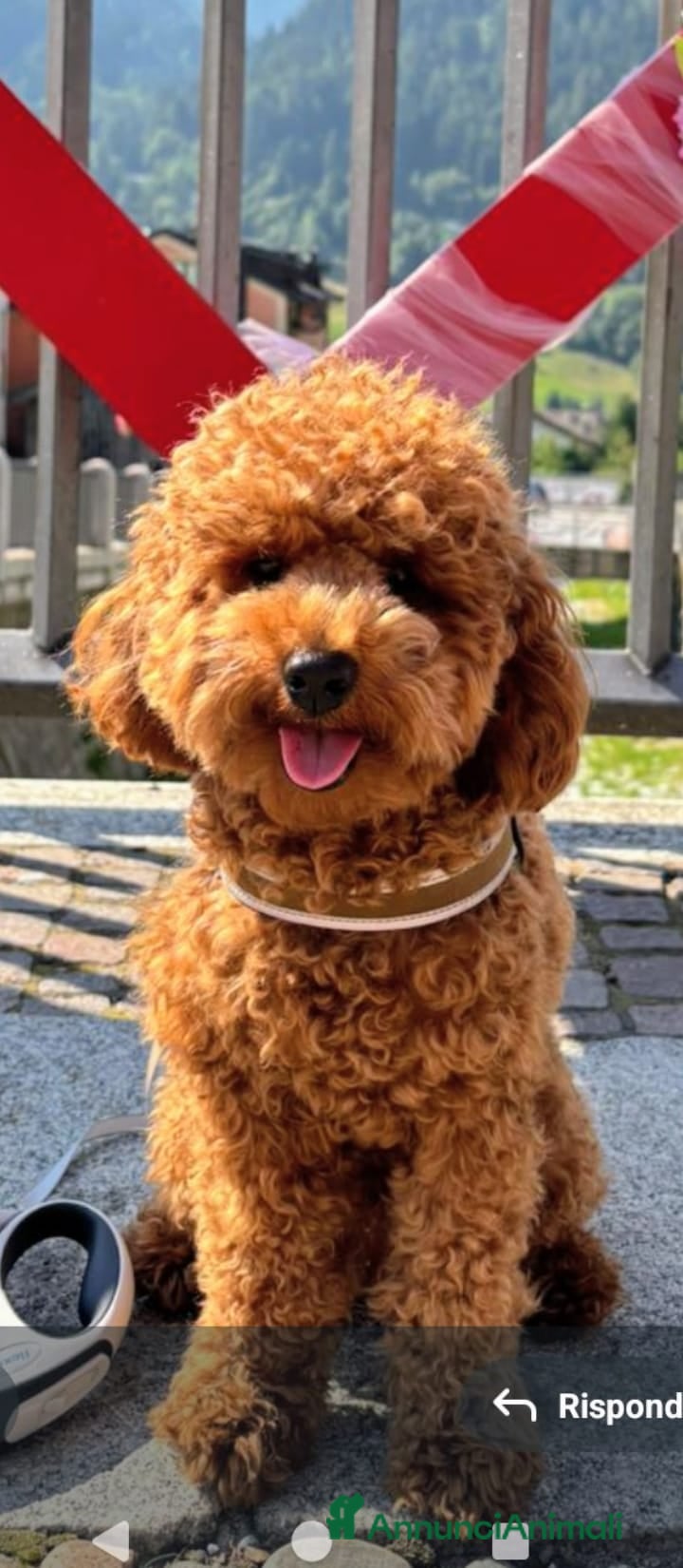 Barbone cani Barboncino Fulvo con Pedigree per accoppiamento - Annuncio 1