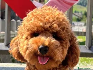 Barbone cani Barboncino Fulvo con Pedigree per accoppiamento - Annuncio 1