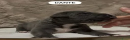 Cane Corso cani in vendita: Cuccioli di Cane Corso  - Annuncio 12
