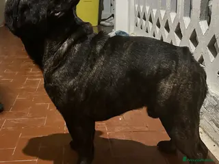 Bulldog Francese cani Bulldog francese - Annuncio 3