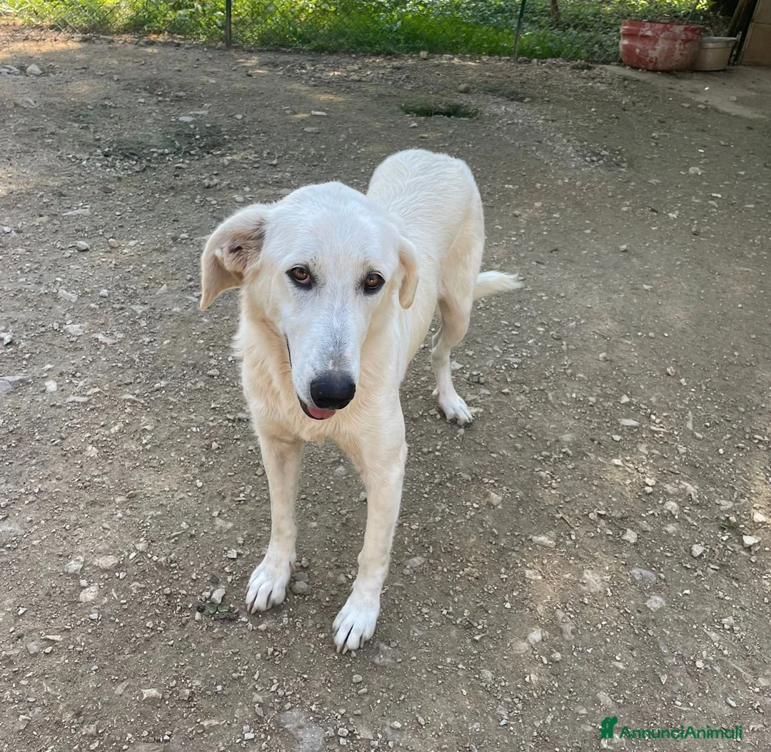 Meticcio cani in regalo: LA BELLA ZULEIA - Annuncio 4