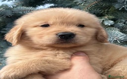 Golden Retriever cani in vendita: Cuccioli Golden Retriever Linea Americana  a Provincia di Pavia - Immagine 3