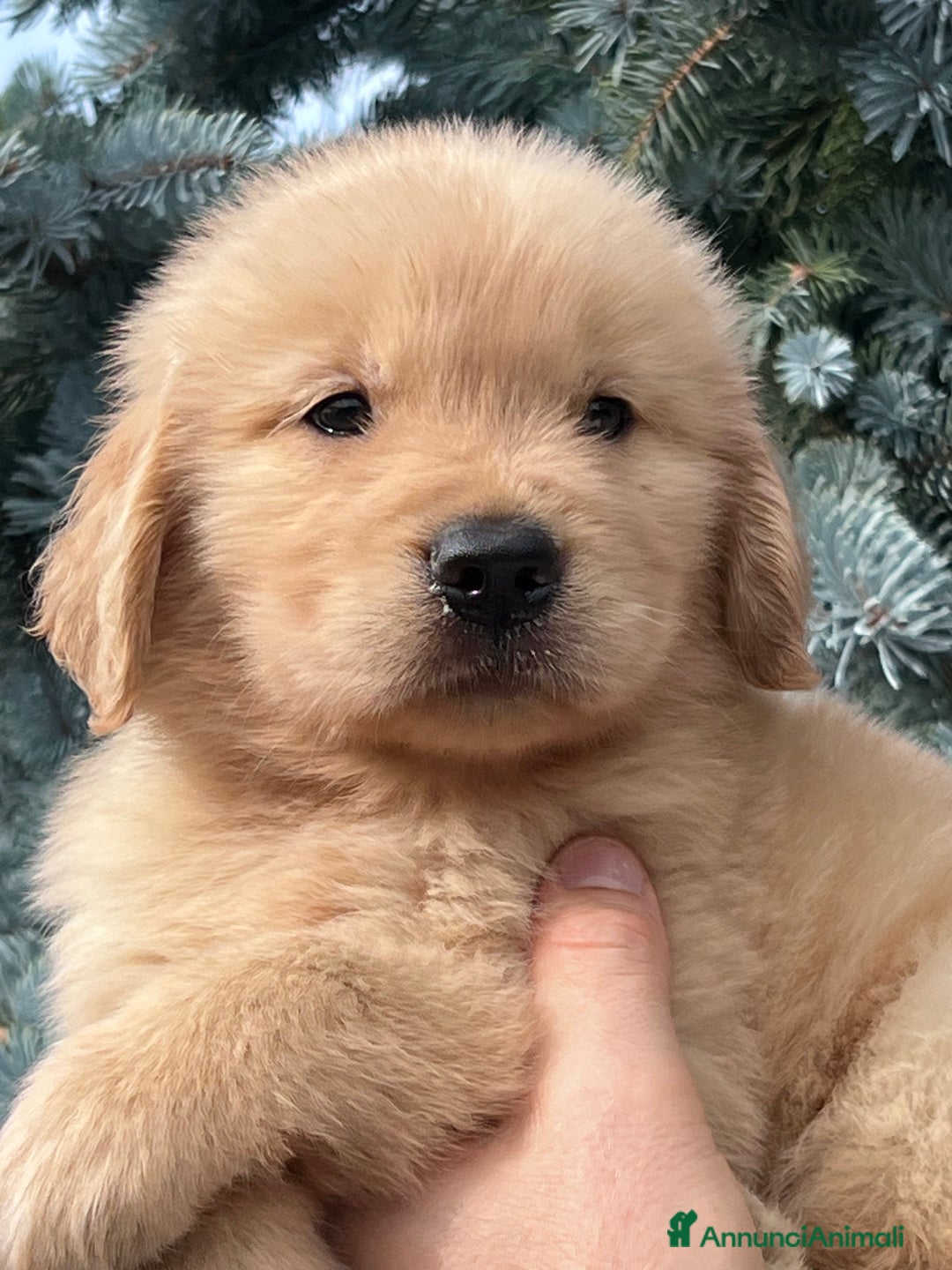 Golden Retriever cani in vendita: Cuccioli Golden Retriever Linea Americana  a Provincia di Pavia - Immagine 3