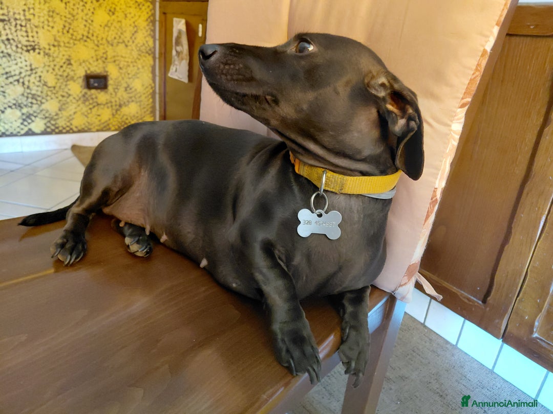 Bassotto cani in vendita: Bassotto nero focato  a Provincia di Avellino - Immagine 3