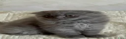 Scottish gatti in vendita: Scottish fold e Scottish Straight  - Annuncio 8