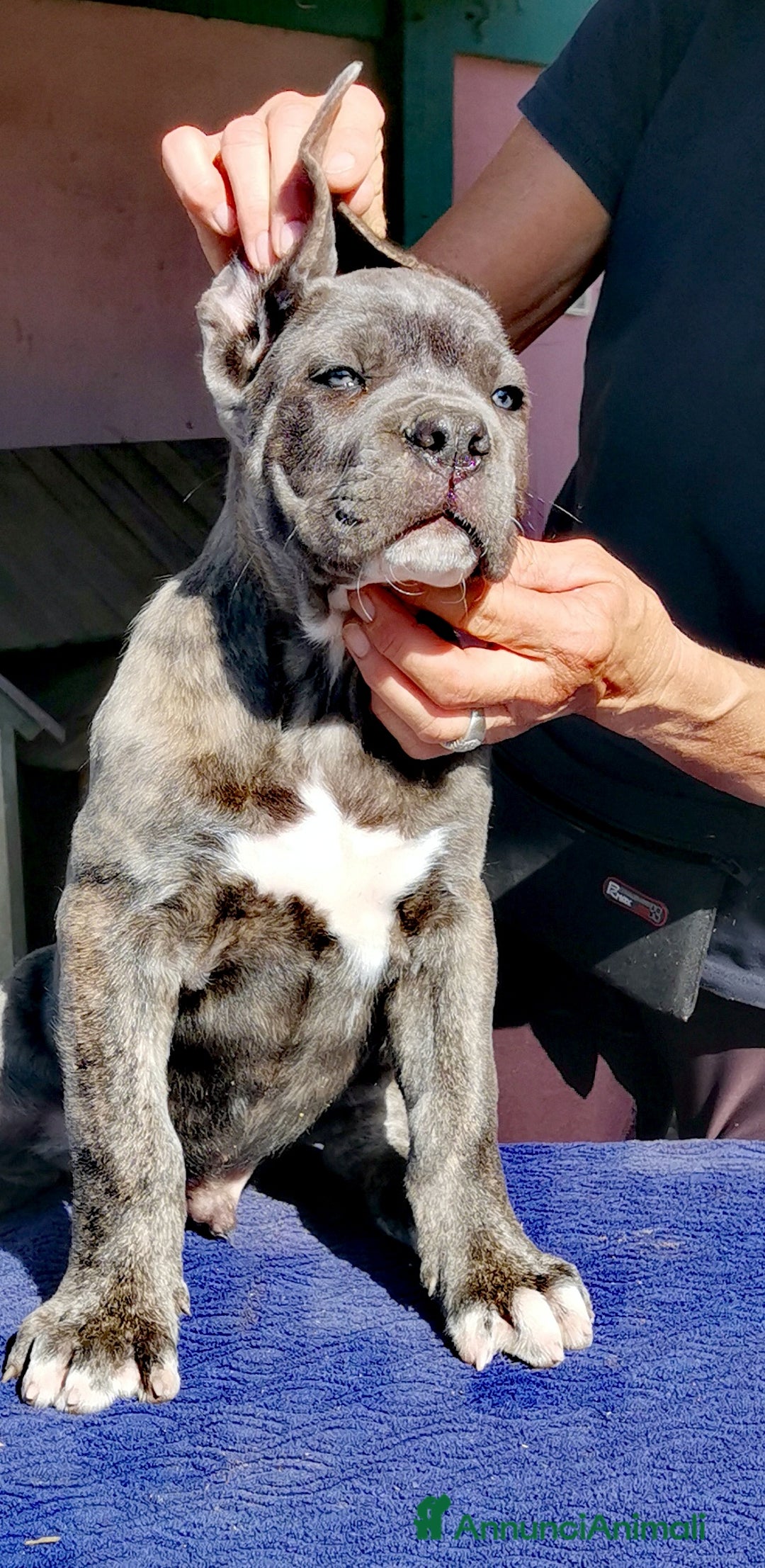 Immagine della galleria {{count}}