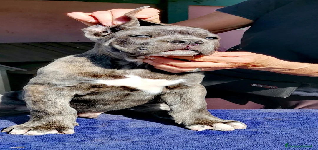 Immagine della galleria {{count}}