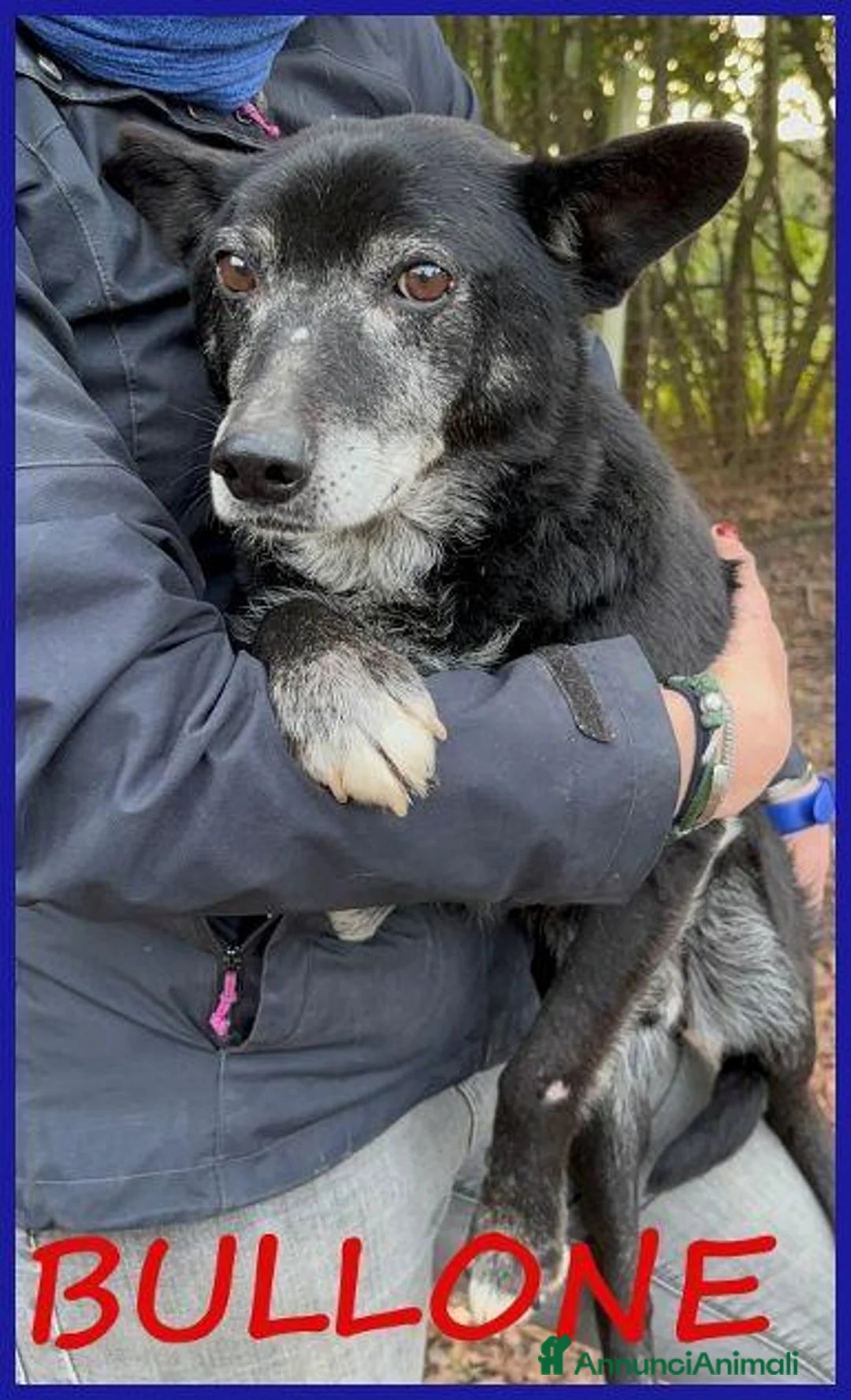 Meticcio cani in regalo: BULLONE dolce nonnino! tg mediopicc. a Città metropolitana di Milano - Annuncio 2