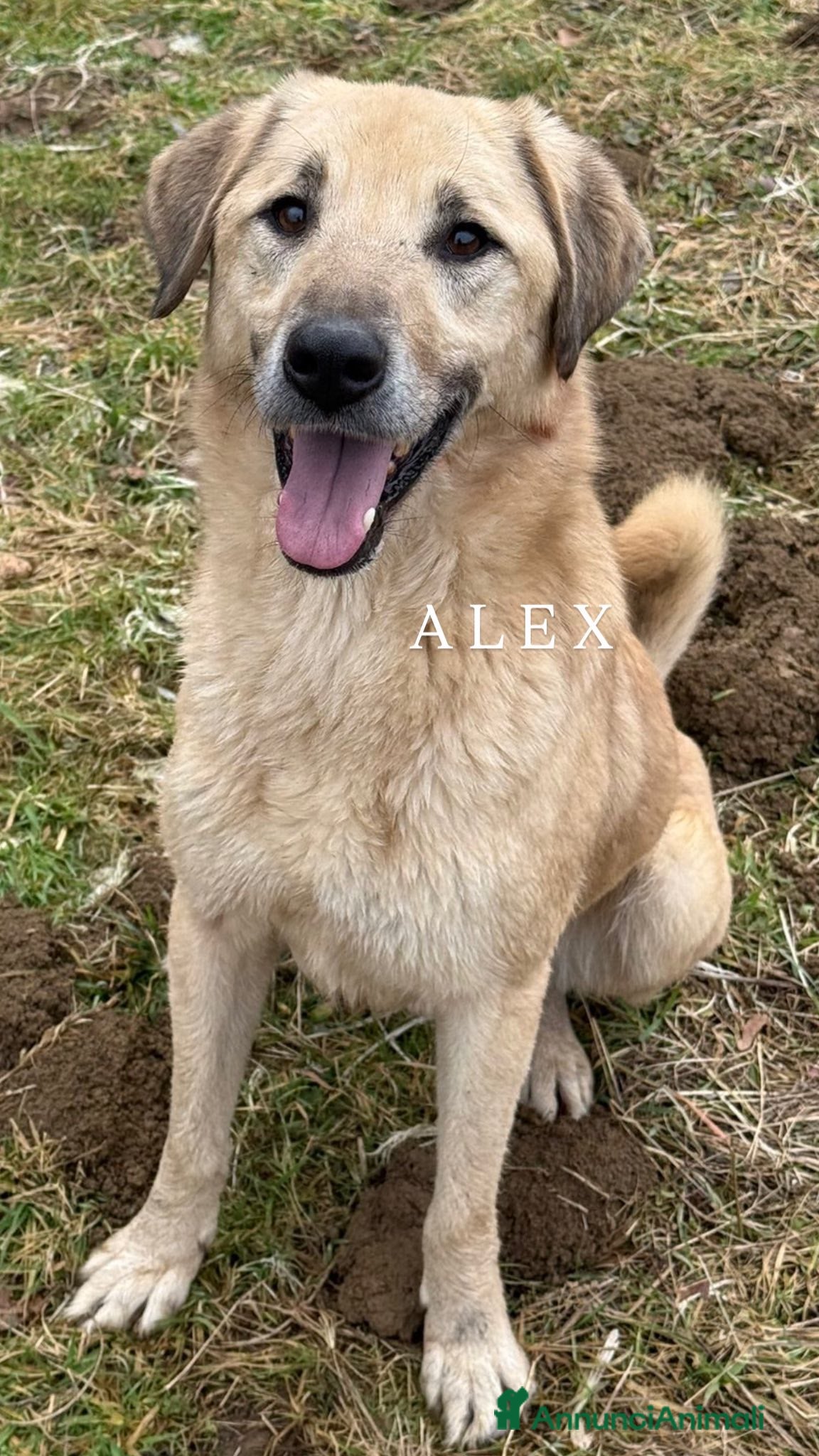 Meticcio cani ALEX, cane grande dal cuore gigante! - Annuncio 6