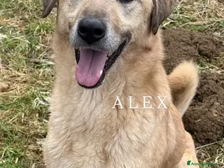 Meticcio cani ALEX, cane grande dal cuore gigante! - Annuncio 6