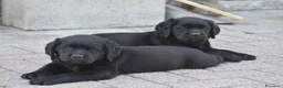 Labrador cani in vendita: Labrador Retriever neri linee inglesi  - Annuncio 7