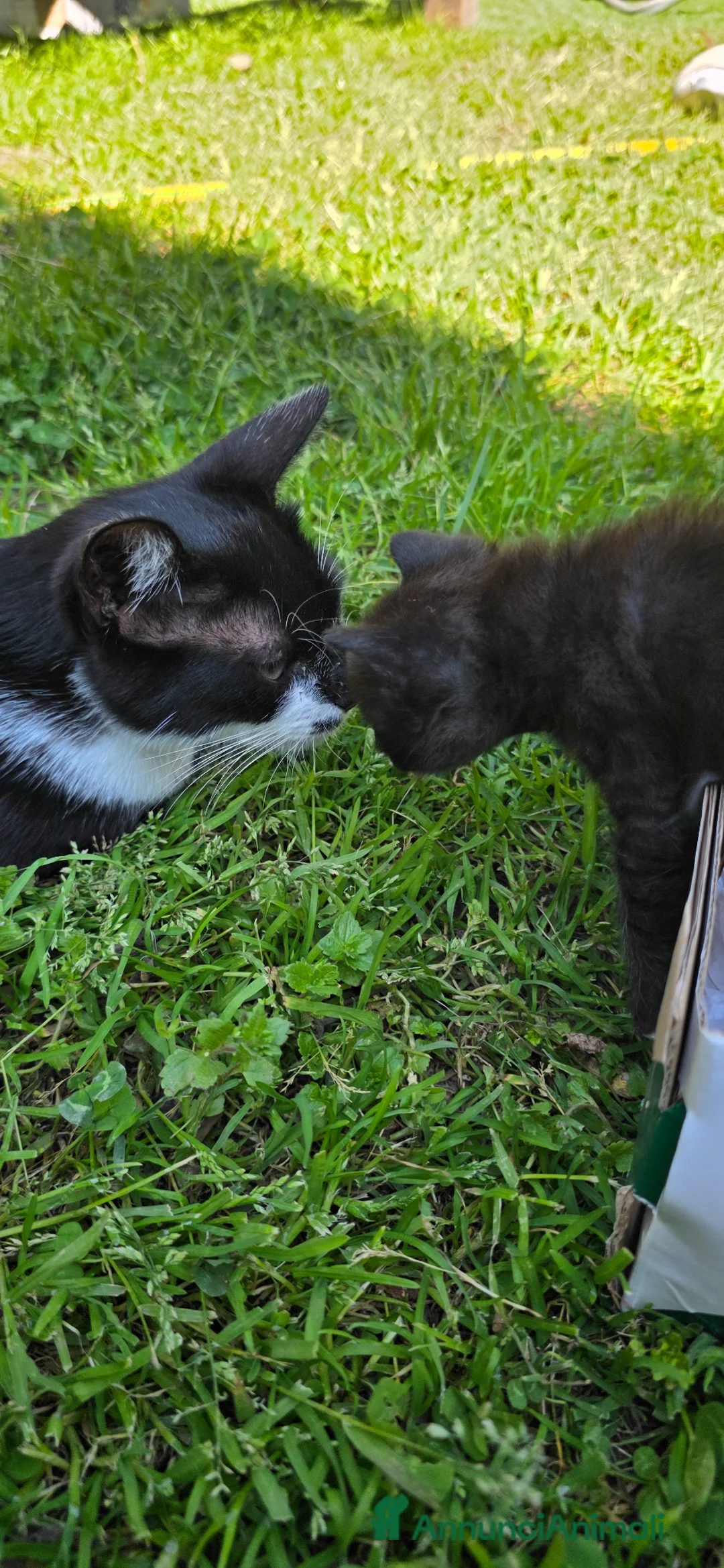 Meticcio gatti in regalo: Gattina dolcissima in regalo  - Annuncio 5