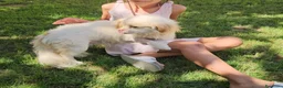 Meticcio cani in regalo: Paco: taglia piccola socievole e dolce con tutti  - Annuncio 6