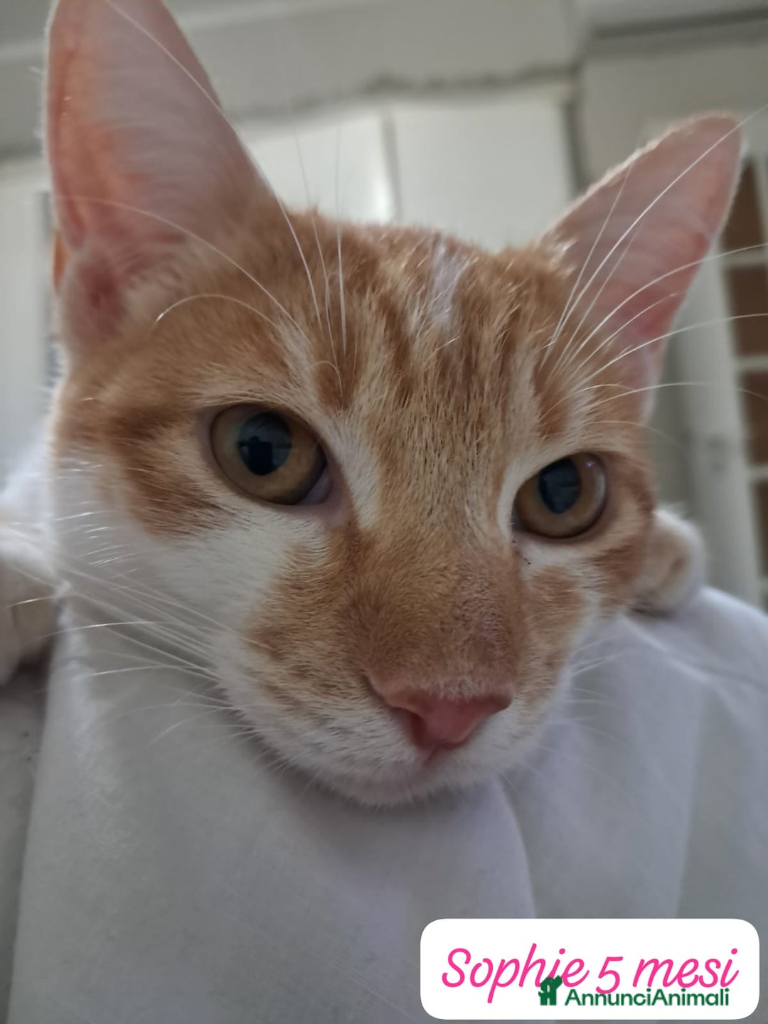 Altre razze gatti in regalo: S.o.s. gattini da salvare  - Annuncio 1