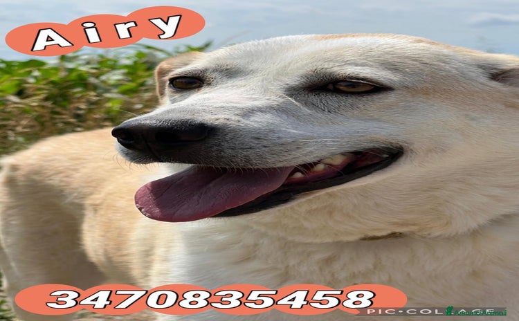 Meticcio cani a Provincia di Brescia - Annuncio 17