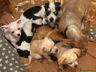 Chihuahua cani Chihuahua Femmina - Annuncio 27