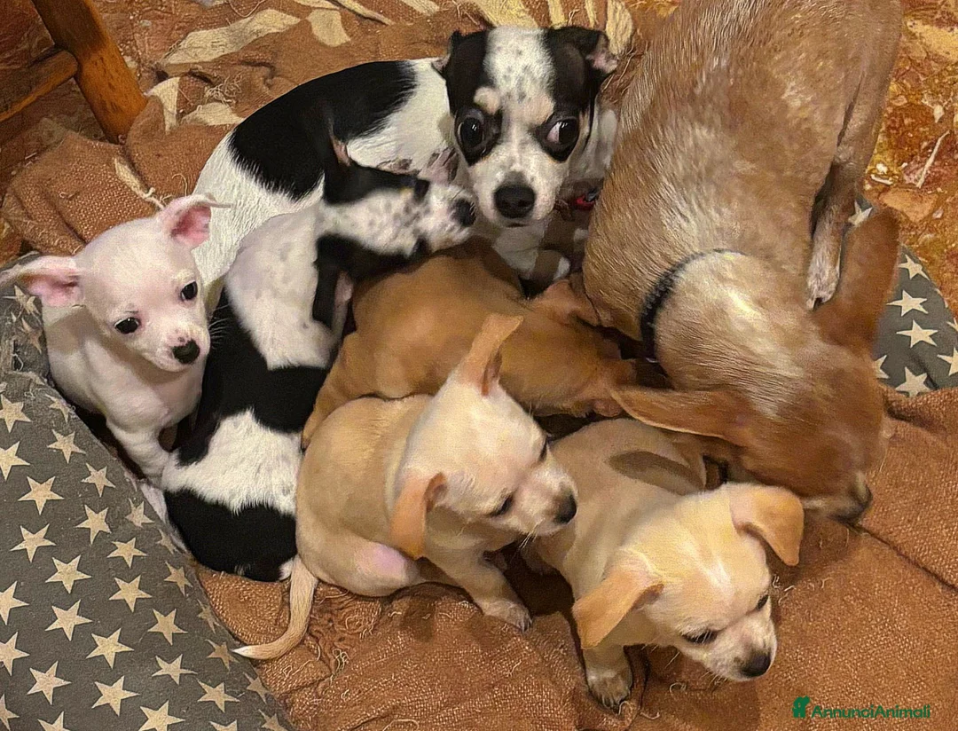 Chihuahua cani in vendita: Chihuahua Femmina - Annuncio 1