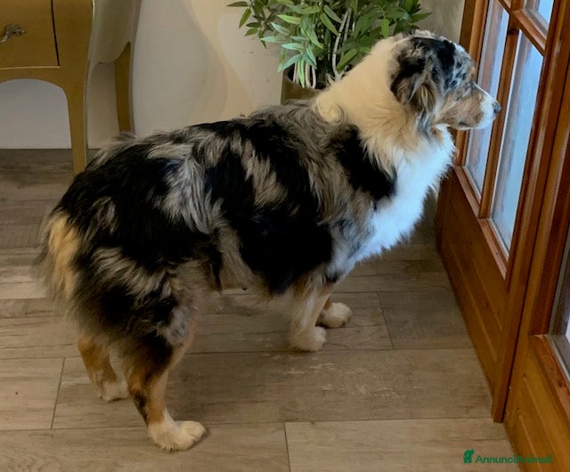 Australian Shepherd cani Cuccioli di Pastore Australiano - Annuncio 2