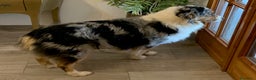 Australian Shepherd cani in vendita: Cuccioli di Pastore Australiano - Annuncio 2