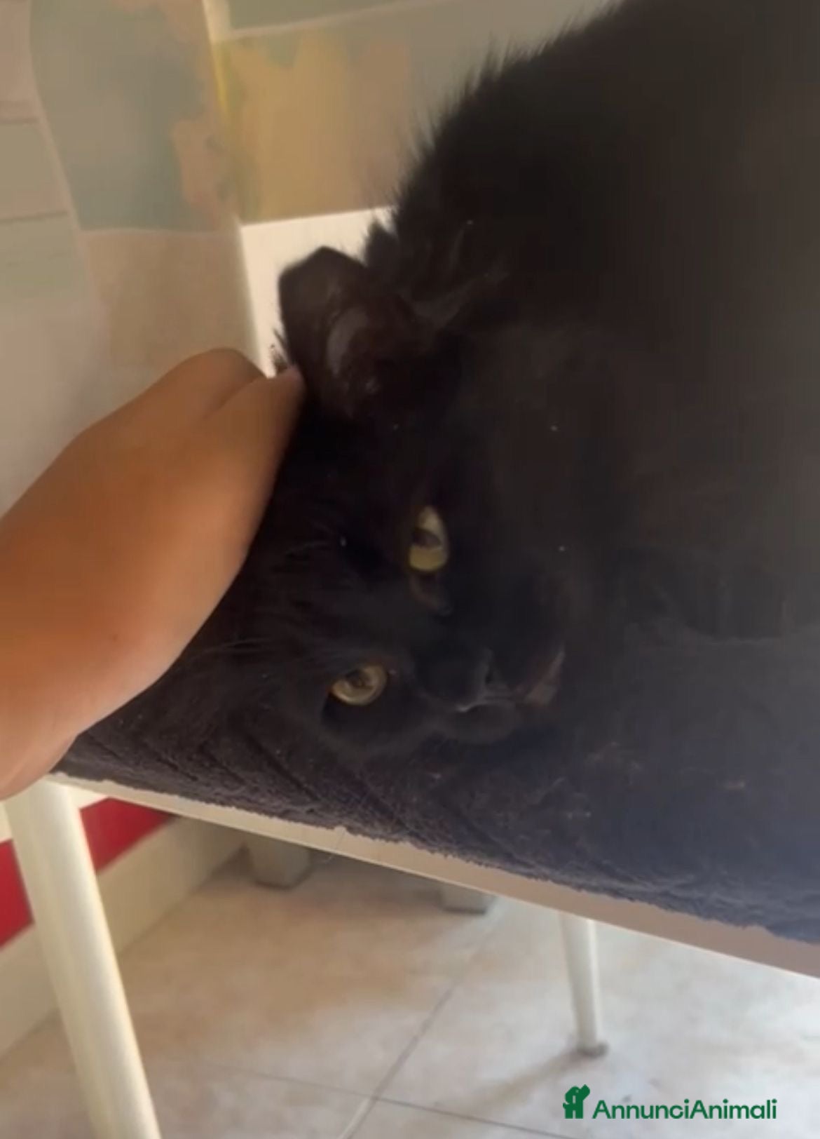 Meticcio gatti Coppia di gattini fratelli e sorella - Annuncio 6