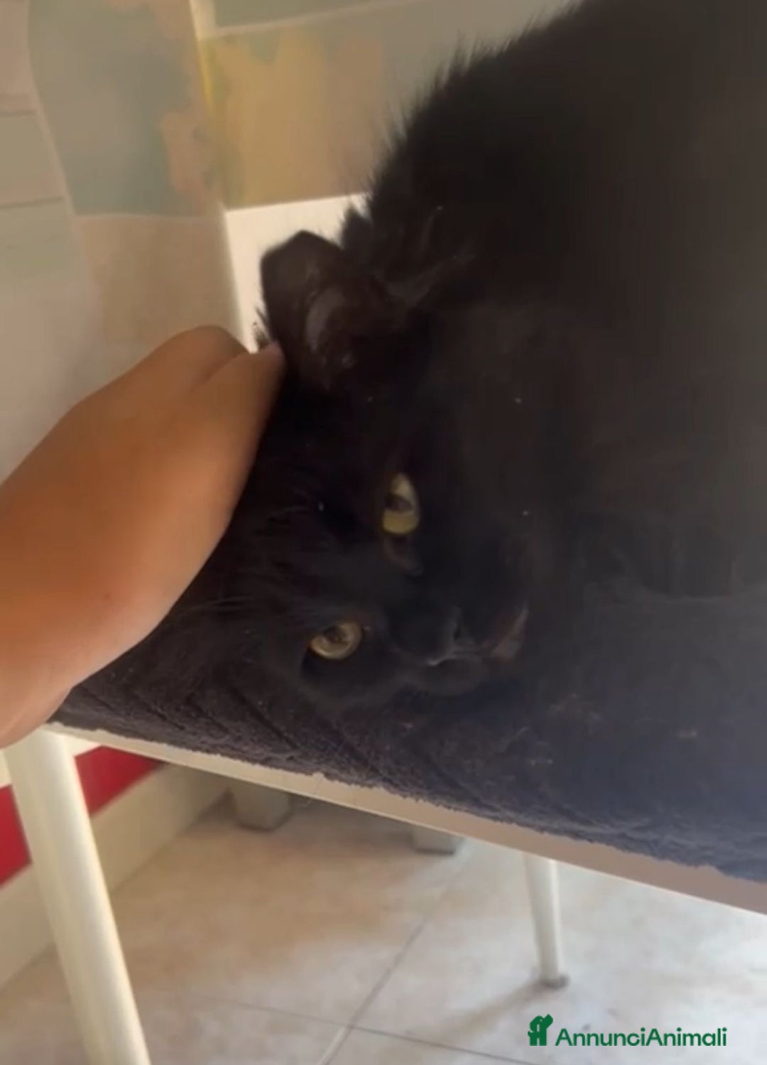 Meticcio gatti in regalo: Coppia di gattini fratelli e sorella - Annuncio 1