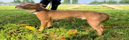 Meticcio cani in regalo: DANKO PIT BULLINO - Annuncio 7