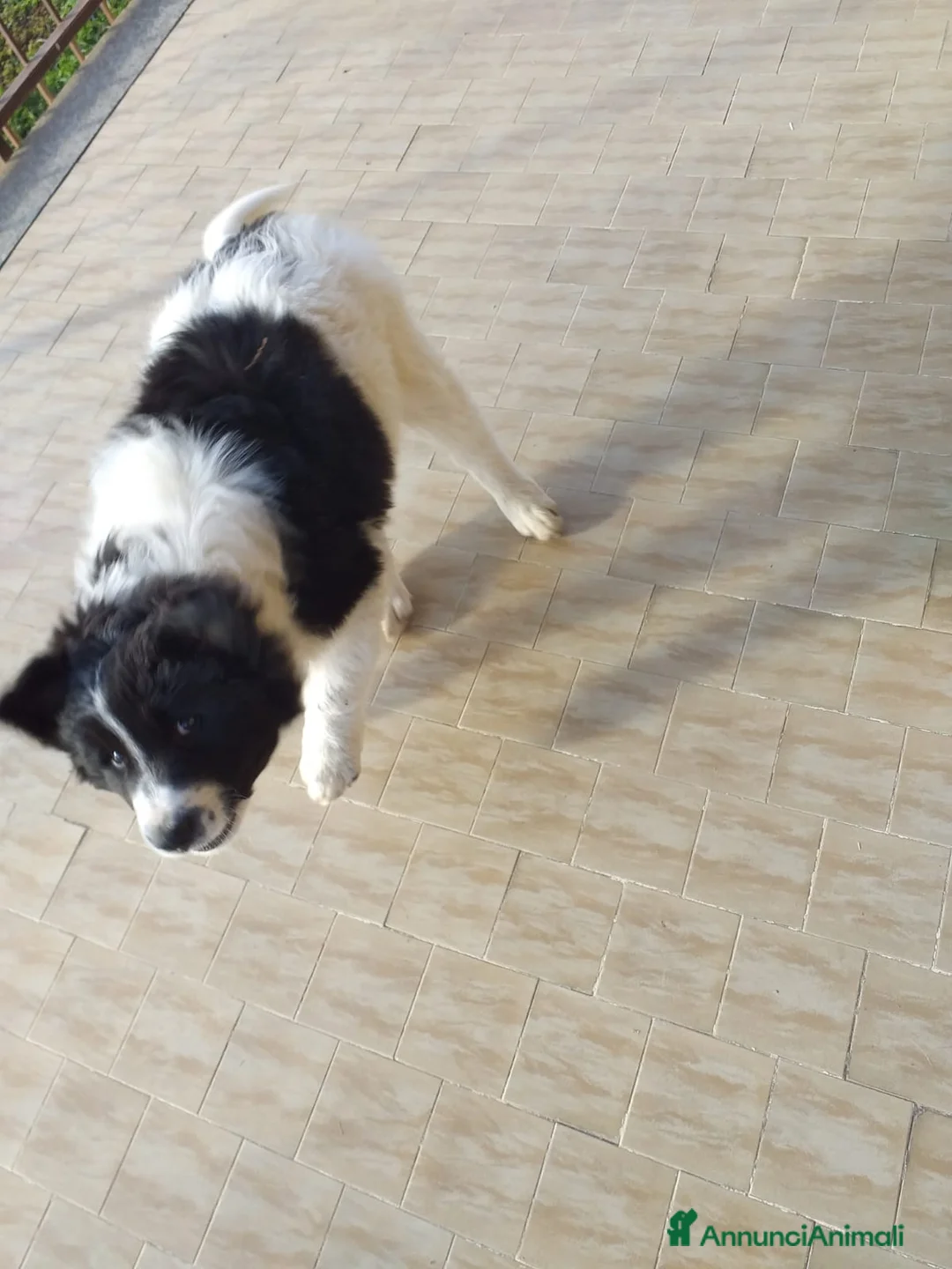 Meticcio cani in regalo: Cucciolo di meticcio, metà border collie - Annuncio 6