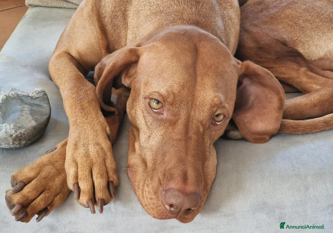 Vizsla cani per accoppiamento: Disponibile per monta: VIZSLA con pedigree ENCI a Provincia di Monza e della Brianza - Annuncio 8