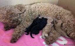 Barboncino cani in vendita: BARBONCINO a Provincia di Latina - Immagine 4