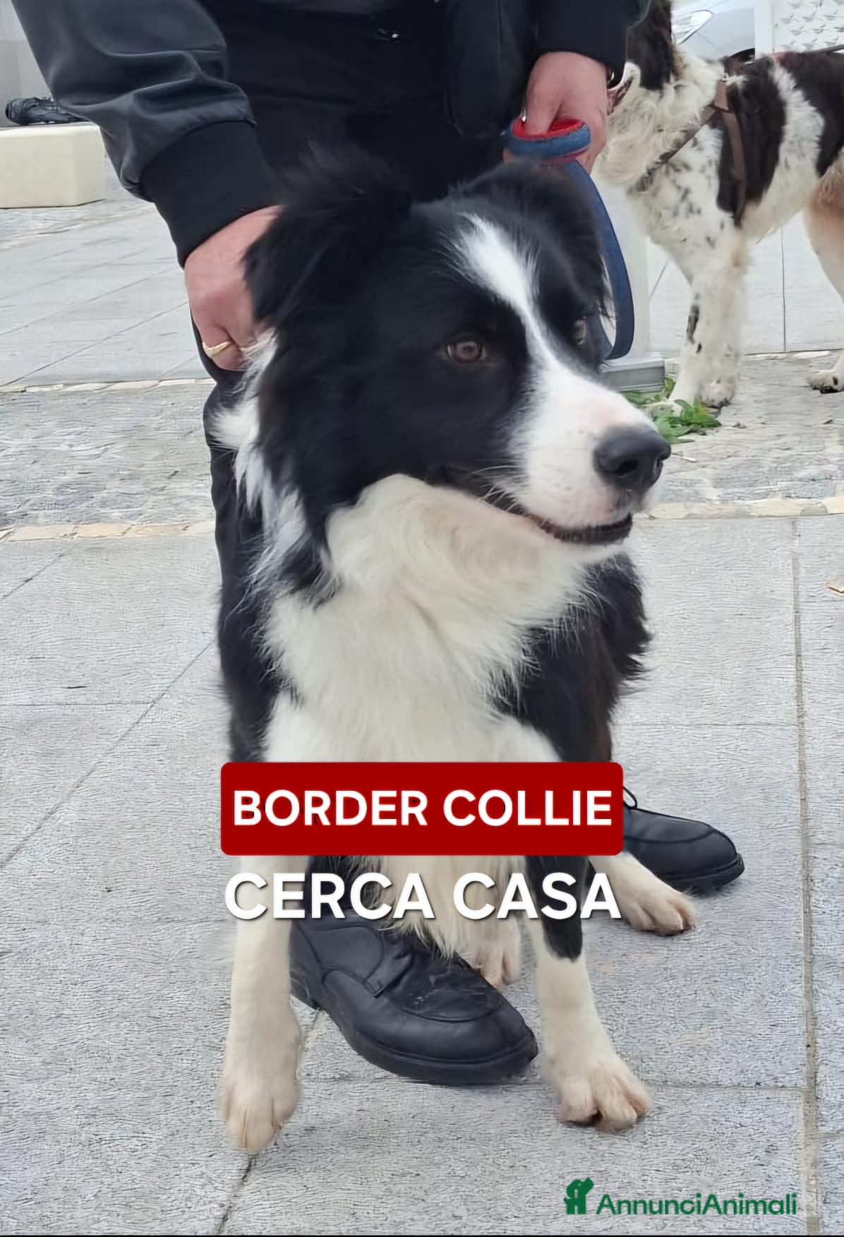 Border Collie cani GIOTTO💙-Border Collie meraviglioso cerca casa🙏🏻 - Annuncio 4