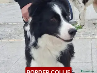 Border Collie cani GIOTTO💙-Border Collie meraviglioso cerca casa🙏🏻 - Annuncio 4