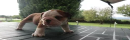 Bulldog cani in vendita: Cuccioli Bulldog Inglese con Pedigree - Annuncio 23