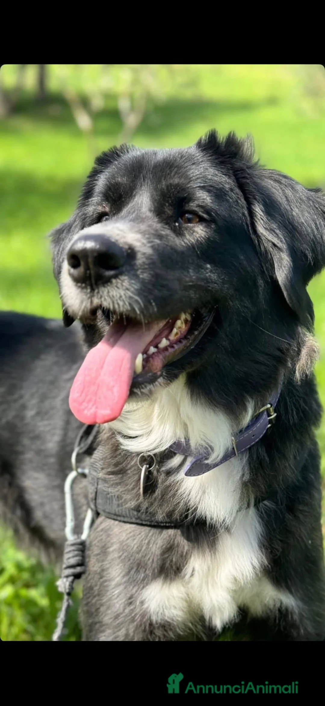 Meticcio cani in regalo: Mi chiamo chloe ho 5 anni  - Annuncio 2
