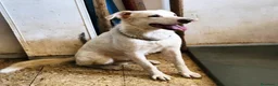Meticcio cani in regalo: Liam 4anni ok gatti DAL RIFUGIO AL GARAGE!CALABRIA - Annuncio 4
