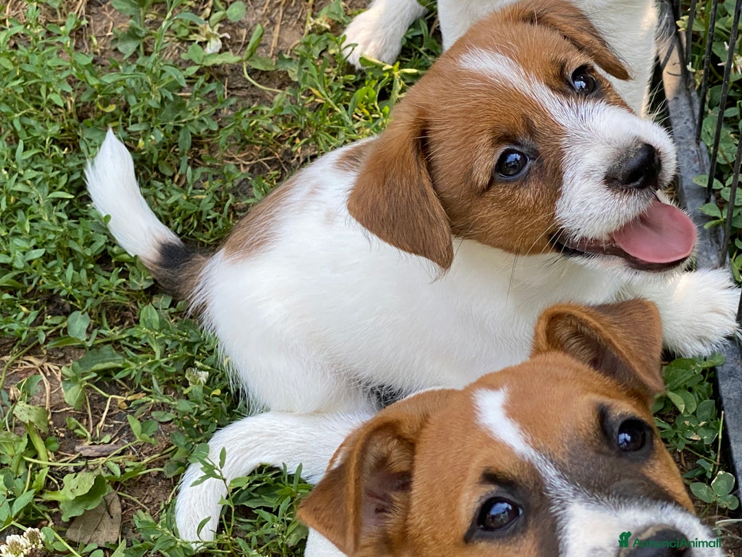 Jack Russell cani in vendita: Jack Russell pelo ruvido due mesi maschio a Città metropolitana di Milano - Immagine 10