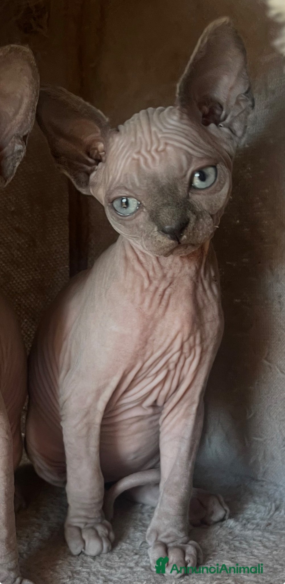 Sphynx gatti Gattina Sphynx con pedigree cerca casa - Annuncio 7