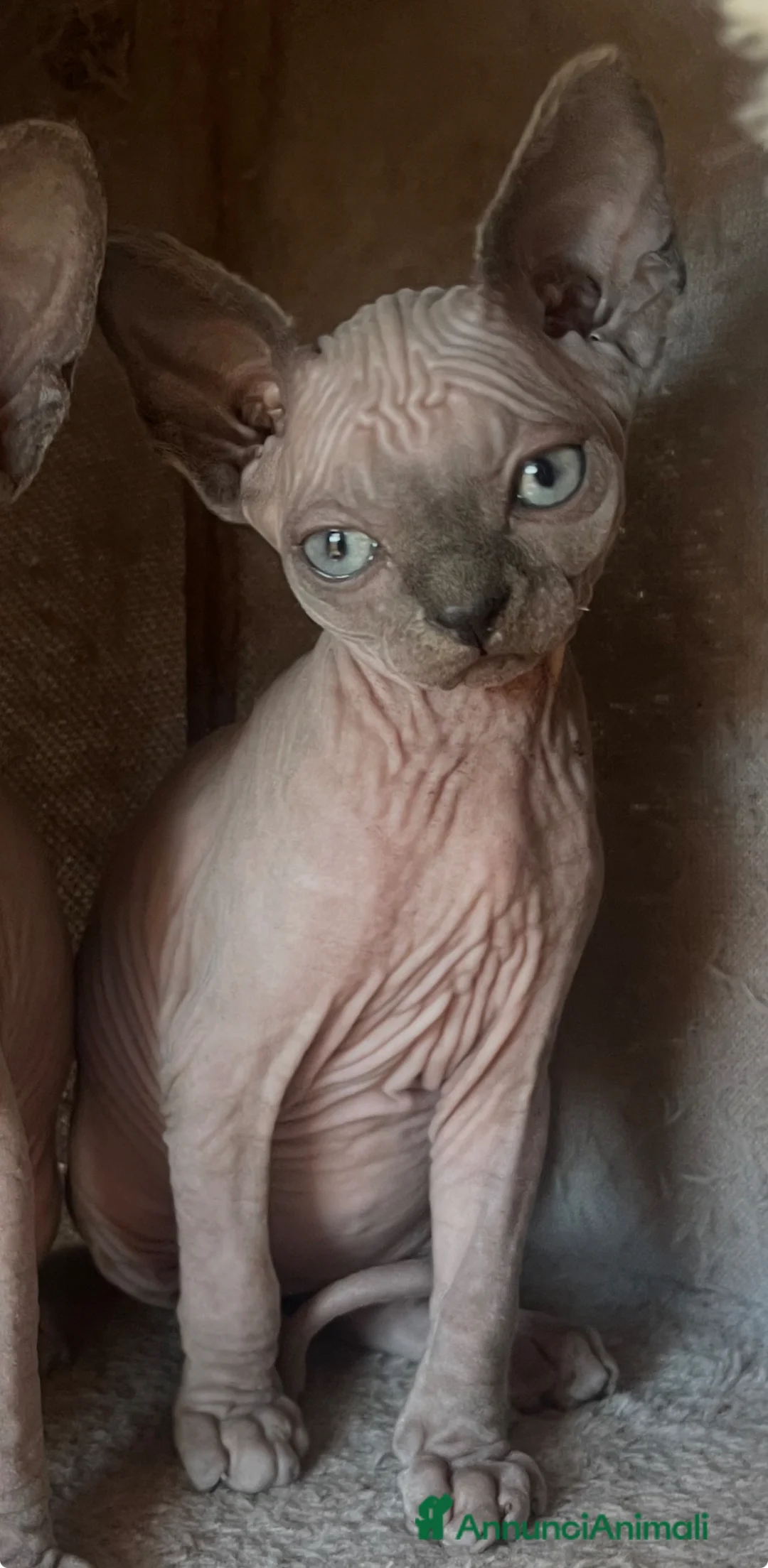 Sphynx gatti in vendita: Gattina Sphynx con pedigree cerca casa - Annuncio 1