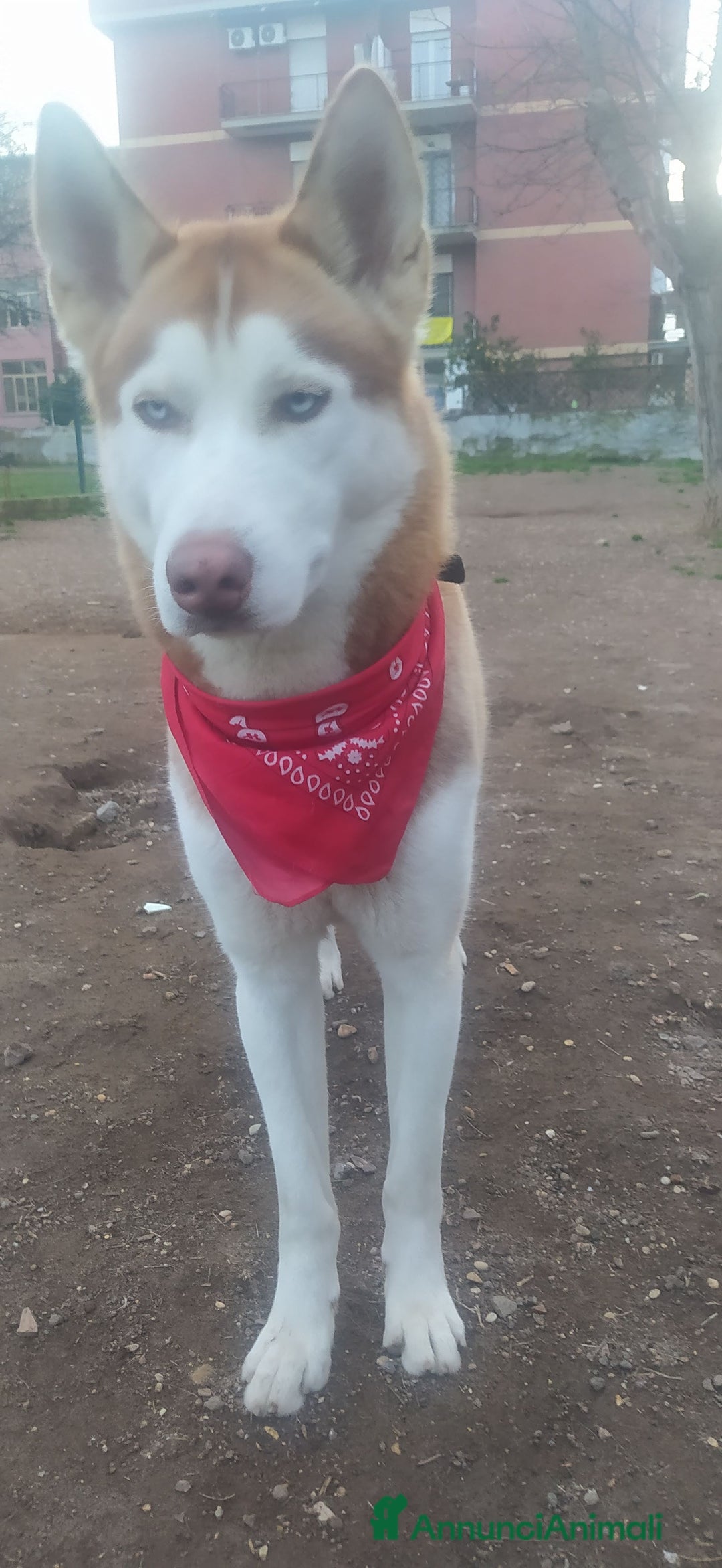 Husky cani per accoppiamento: Husky per accoppiamento  a Pomezia - Annuncio 2