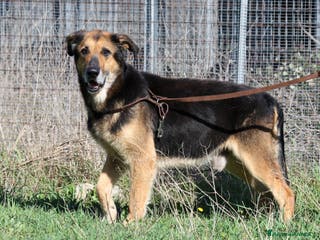 Meticcio cani Perseo spera sempre di uscire dal canile - Annuncio 21