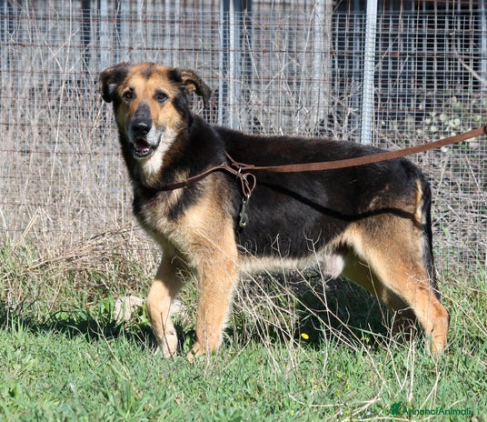 Meticcio cani - Annuncio 12