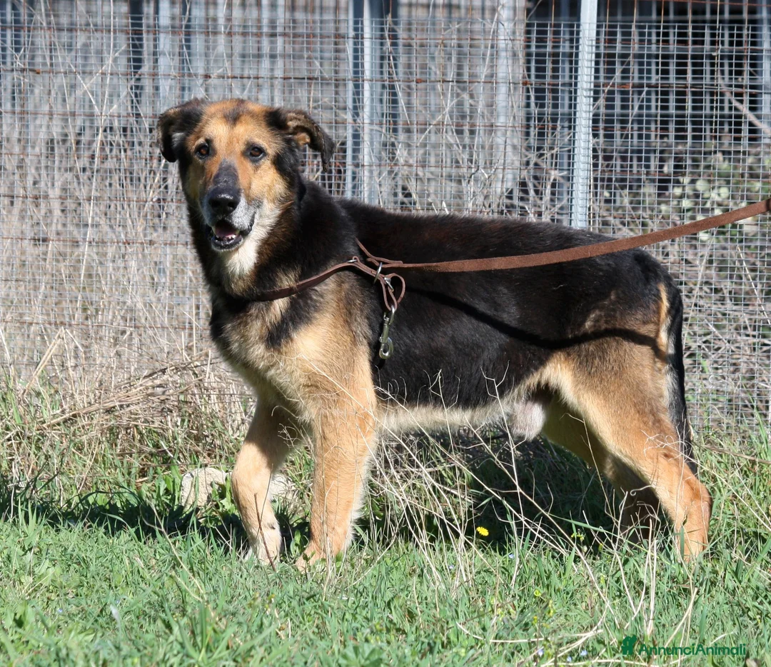 Meticcio cani in regalo: Perseo spera sempre di uscire dal canile - Annuncio 1