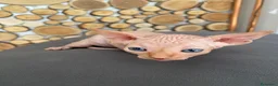 Sphynx gatti in vendita: Cuccioli Sphynks  - Annuncio 16