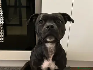 Staffordshire cani Cuccioli di Staffordshire Bull Terrier - Annuncio 1