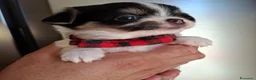 Chihuahua cani in vendita: Chihuahua pelo lungo  - Annuncio 7