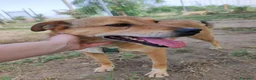 Meticcio cani in regalo: Bruno 5/6anni lo volevano morto! NAPOLI SOS CASA a Città metropolitana di Milano - Annuncio 3