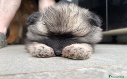 Wolfspitz cani in vendita: Cuccioli Wolfspitz/Keeshond a Provincia di Como - Immagine 8