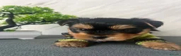 Yorkshire cani in vendita: Adorabili cuccioli di Yorkshire Terrier a Provincia di Verona - Annuncio 18