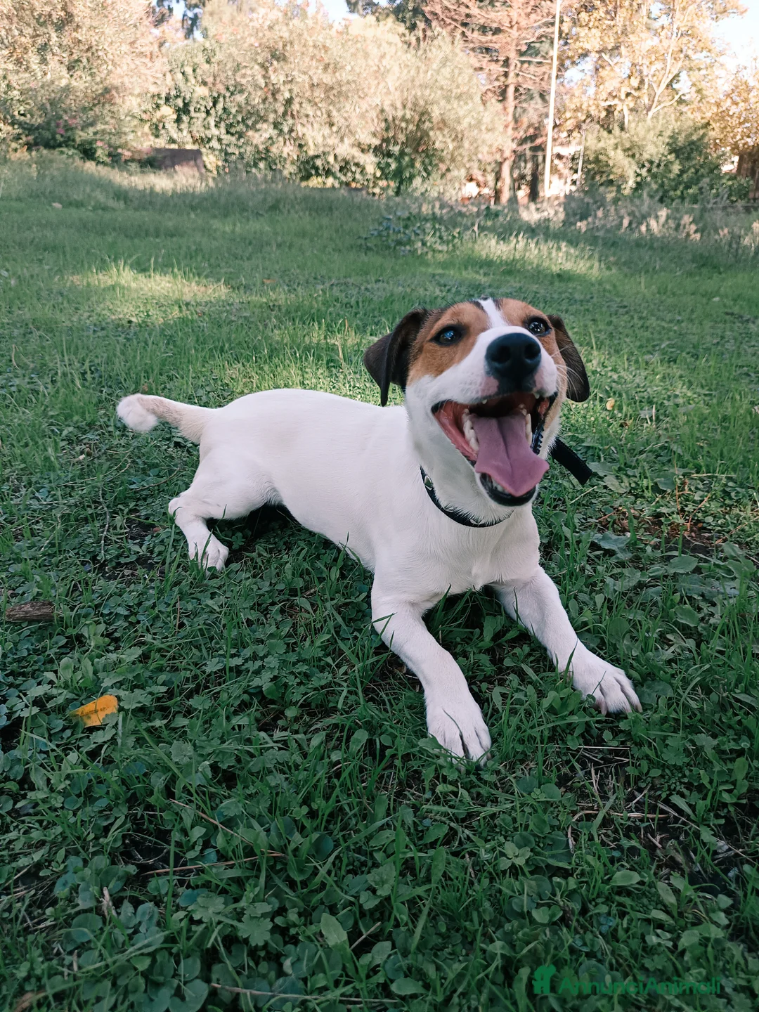 Jack Russell cani in regalo: Jack Russell  a Città metropolitana di Catania - Annuncio 7